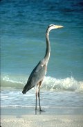 Vacation accommodations for the sportsman on Pine Island Florida